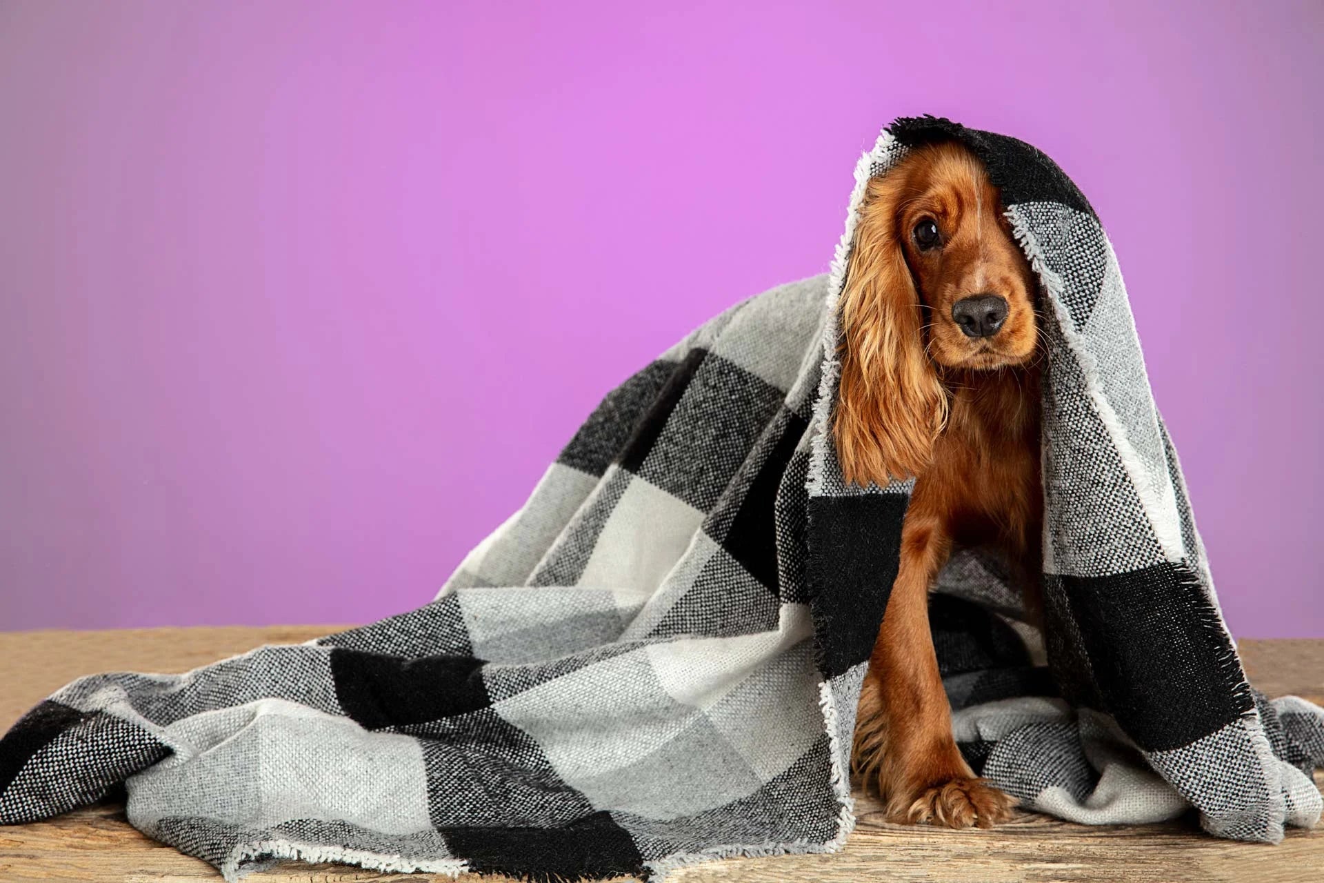 Attacchi-di-panico-nel-cane-i-sintomi-per-riconoscerli