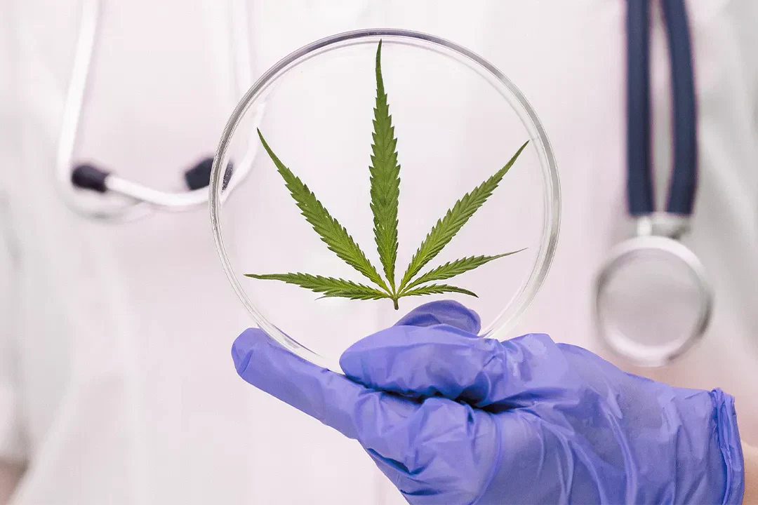 cannabis-terapeutica-cover