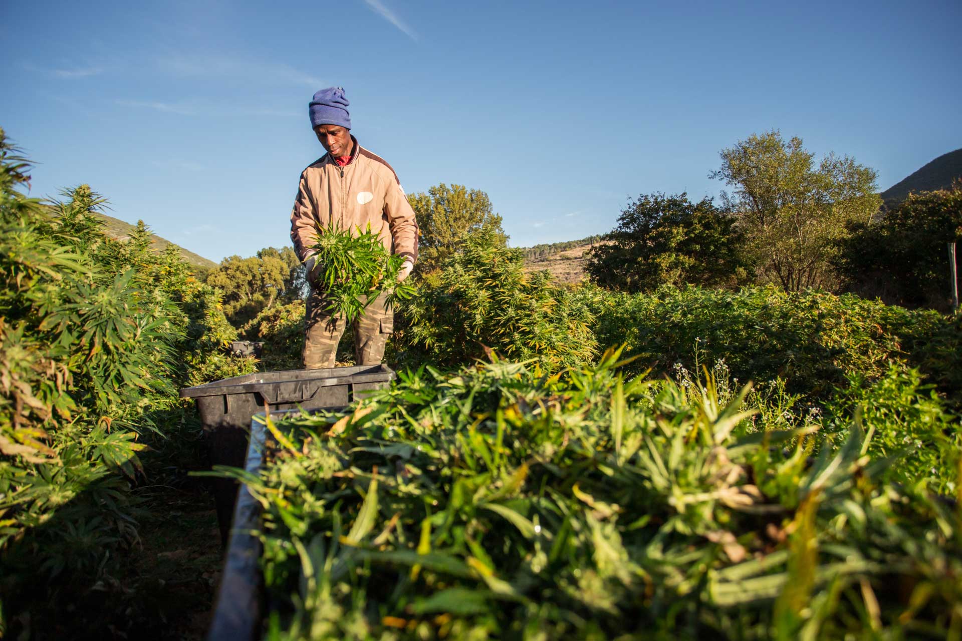 CBD riclassificazione: il Tar sospende di nuovo il decreto - Enecta.it