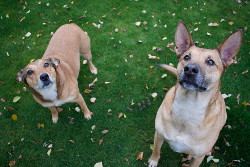crisi-epilettica-del-cane