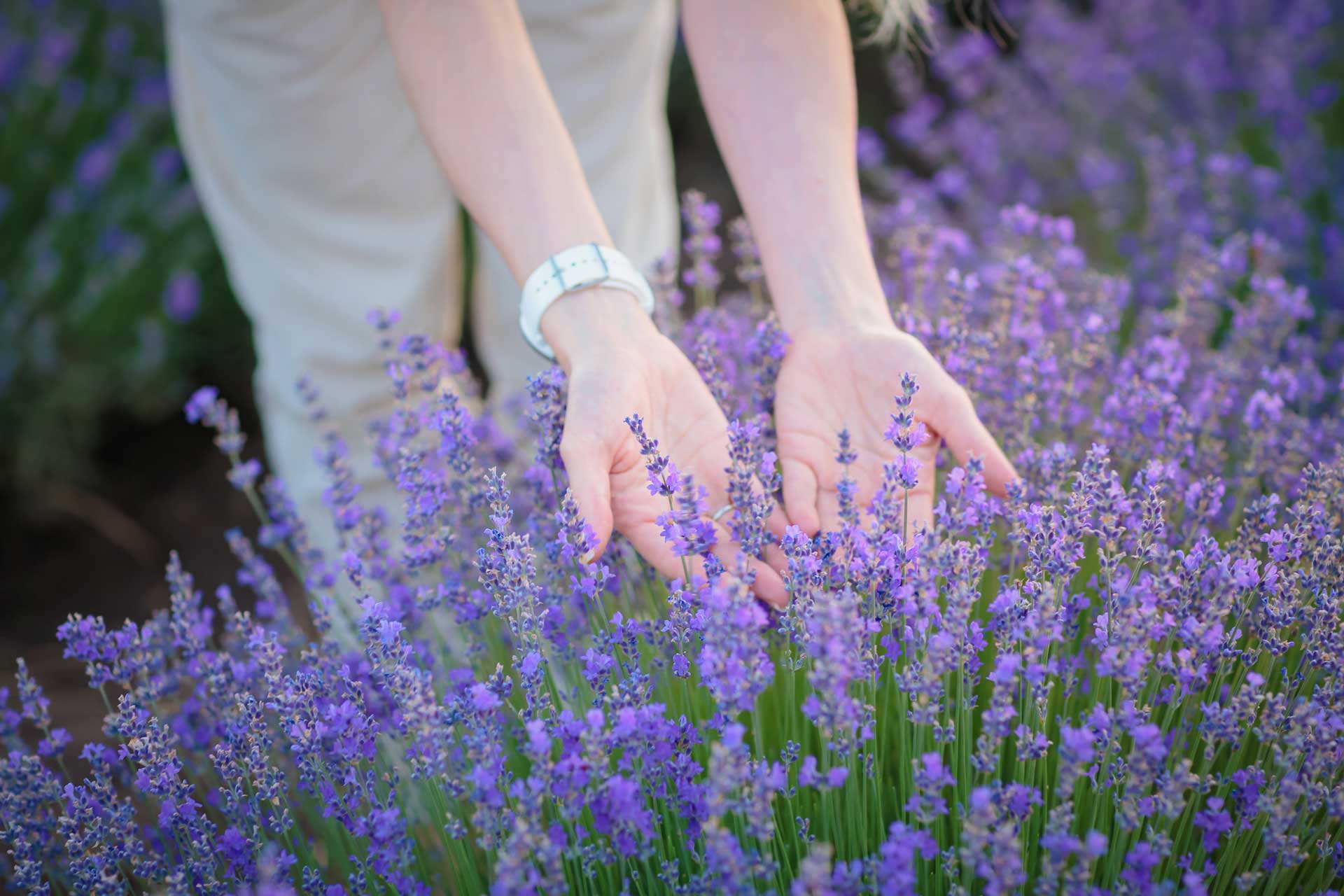 Lavanda: proprietà e benefici