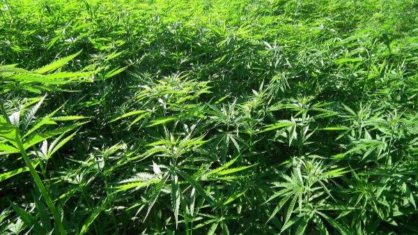 cannabis-light-illegale-2024