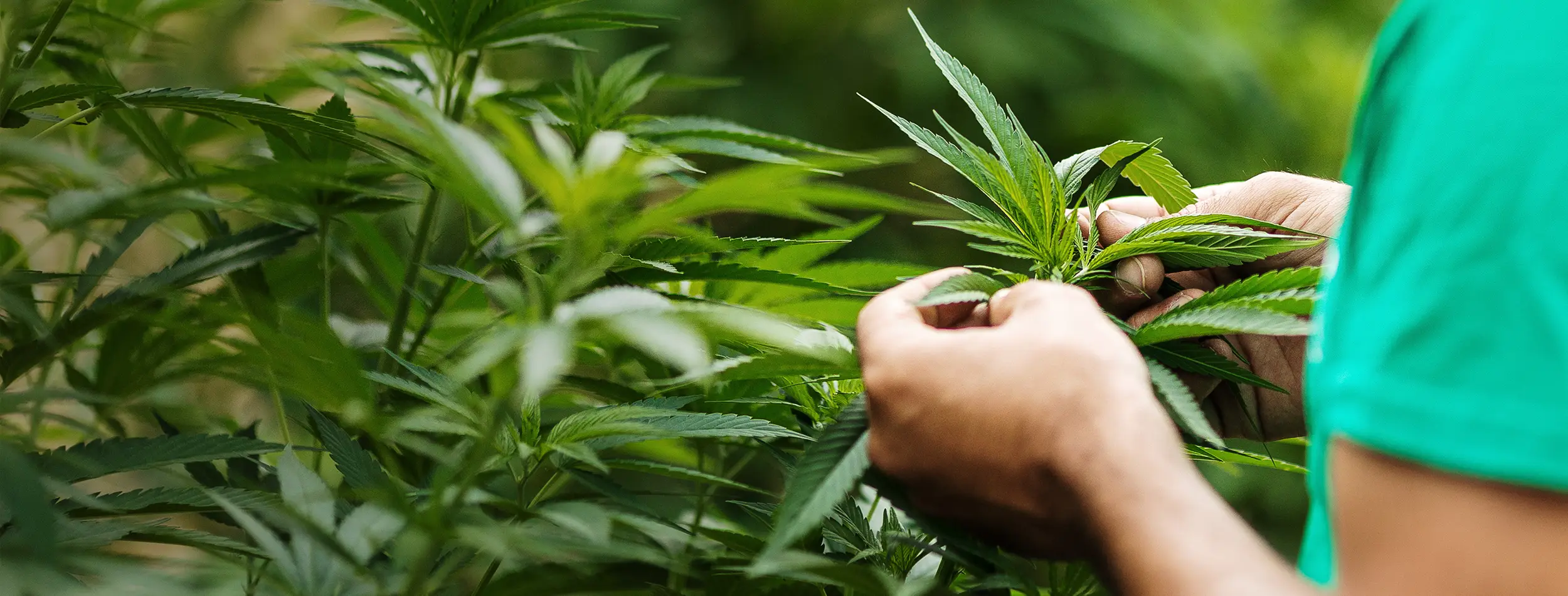 Olio CBD: estrazione e produzione