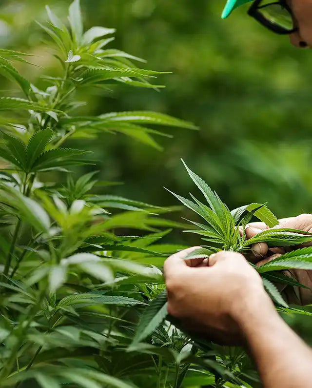 Olio CBD: estrazione e produzione