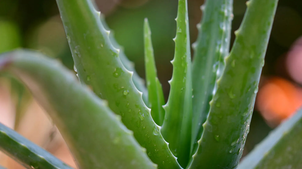 pianta aloe
