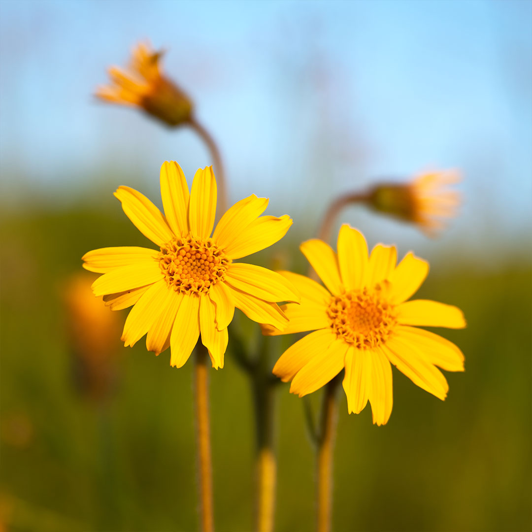 arnica-per-recupero-muscolare