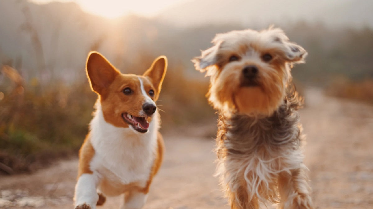 antidolorifico-per-cani