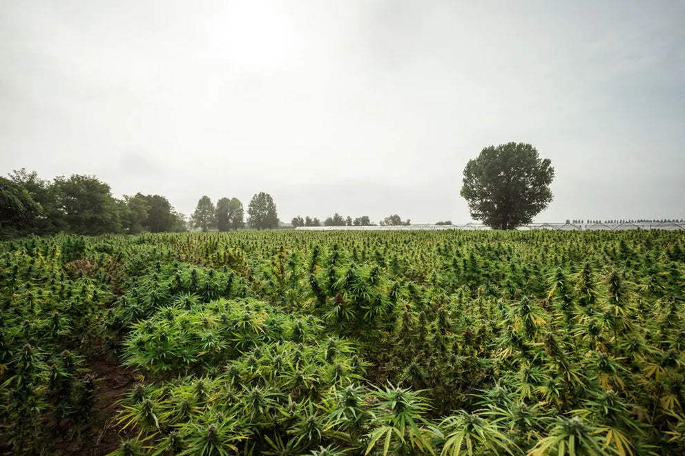 miglior-canapa-per-miglior-olio-cbd