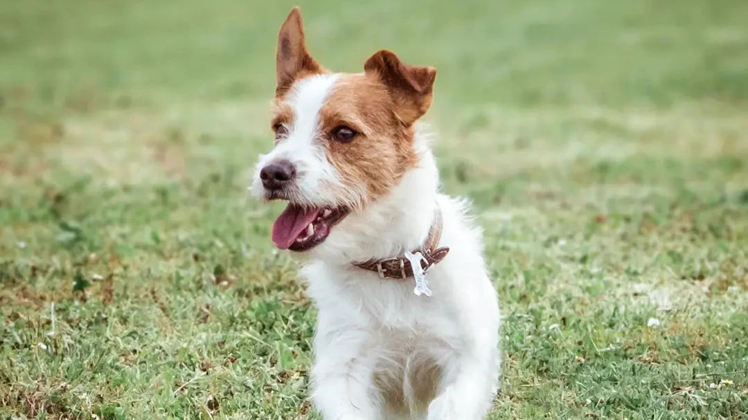 attacchi-di-panico-nel-cane