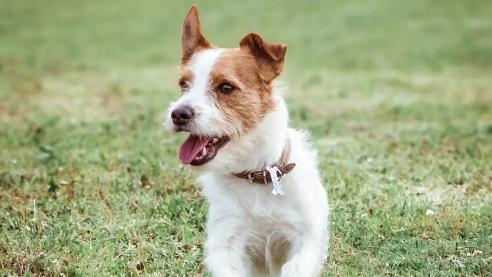 attacchi-di-panico-nel-cane