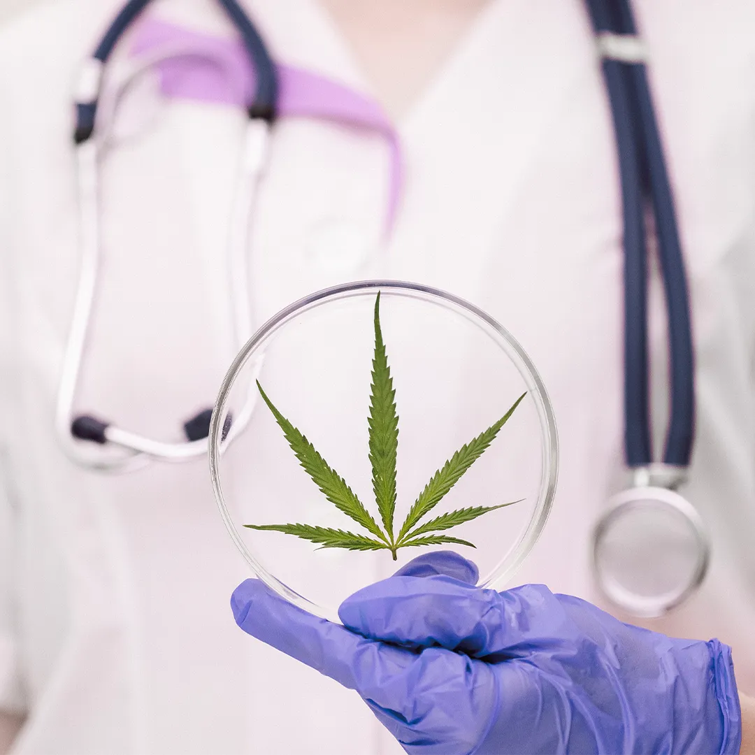 cannabis-terapeutica