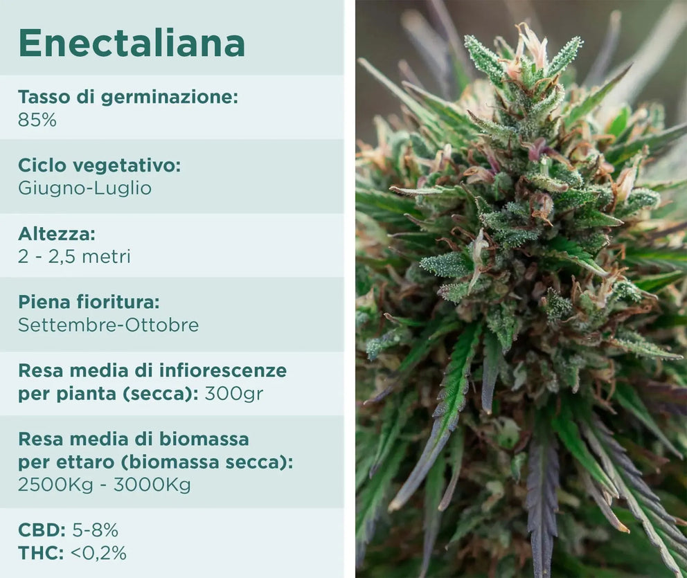 enectaliana