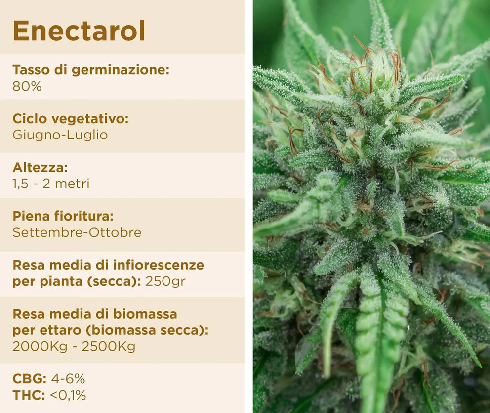 semi di canapa certificati cbg enectarol