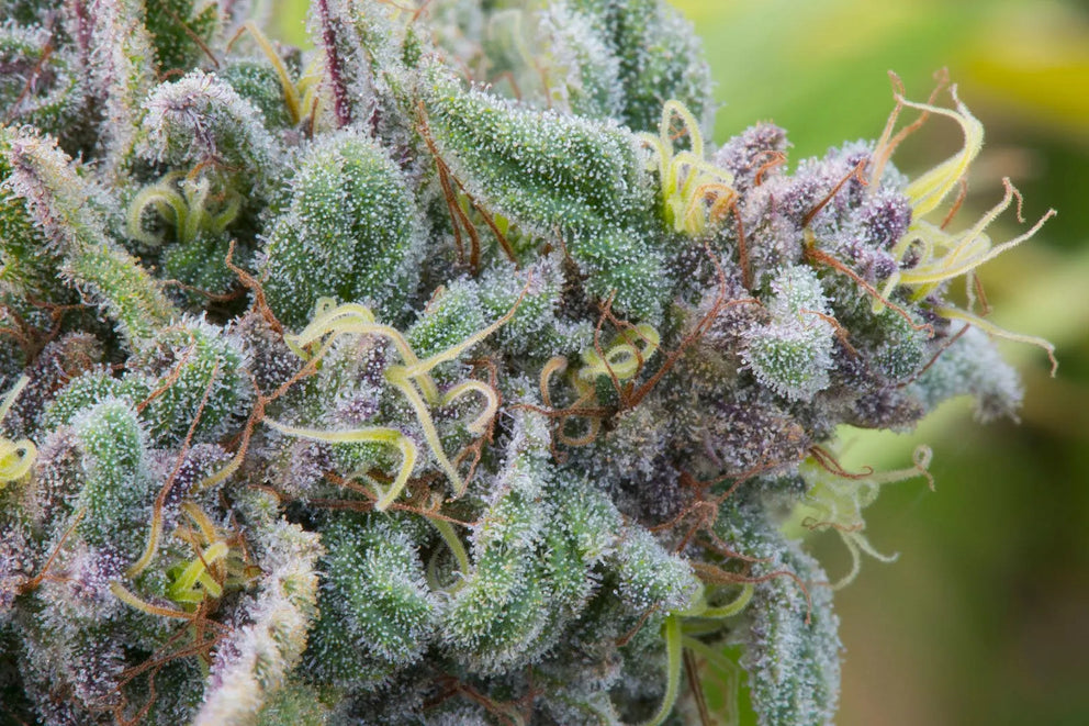 Infiorescenza campi CBD Enecta