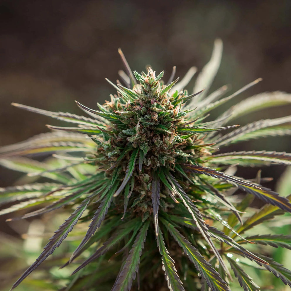 fiore-di-cbd-cannabidiolo