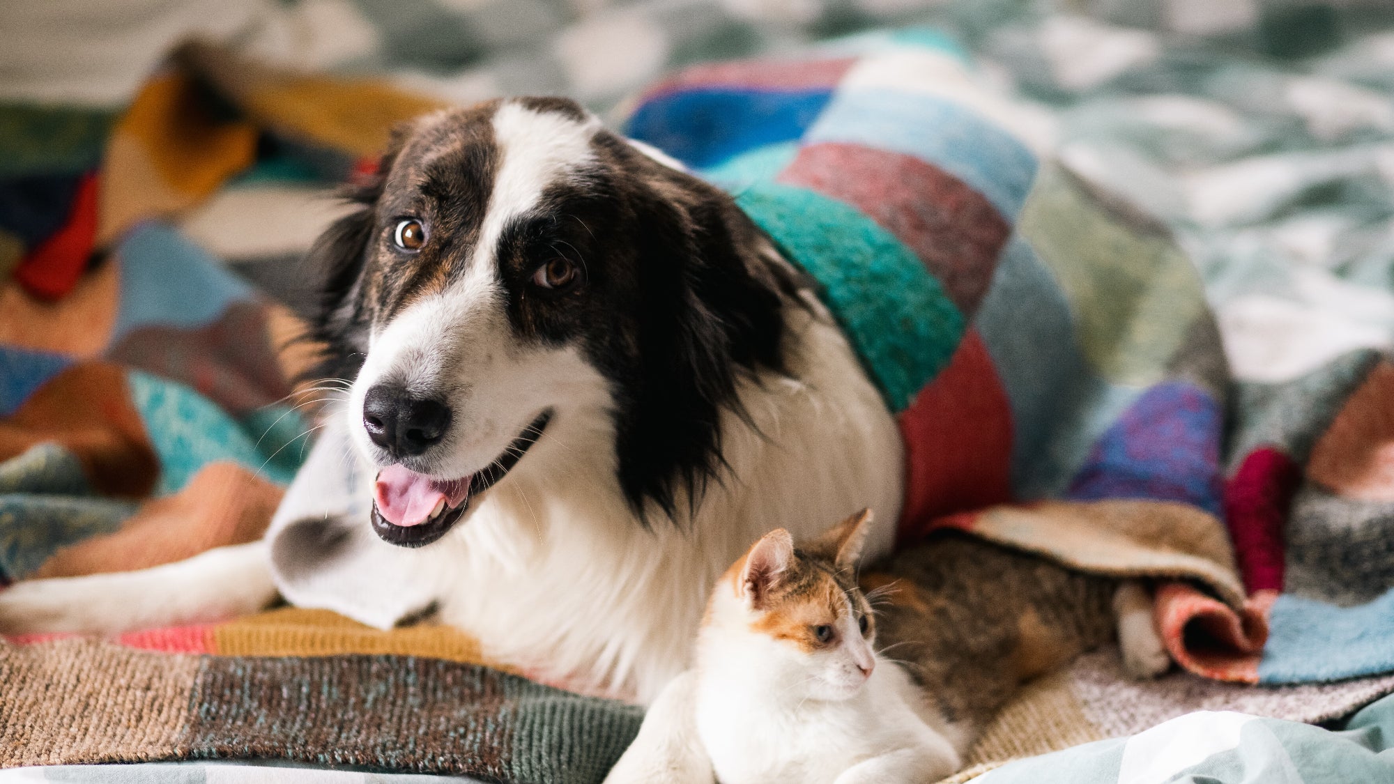 olio-di-canapa-per-cani-e-gatti