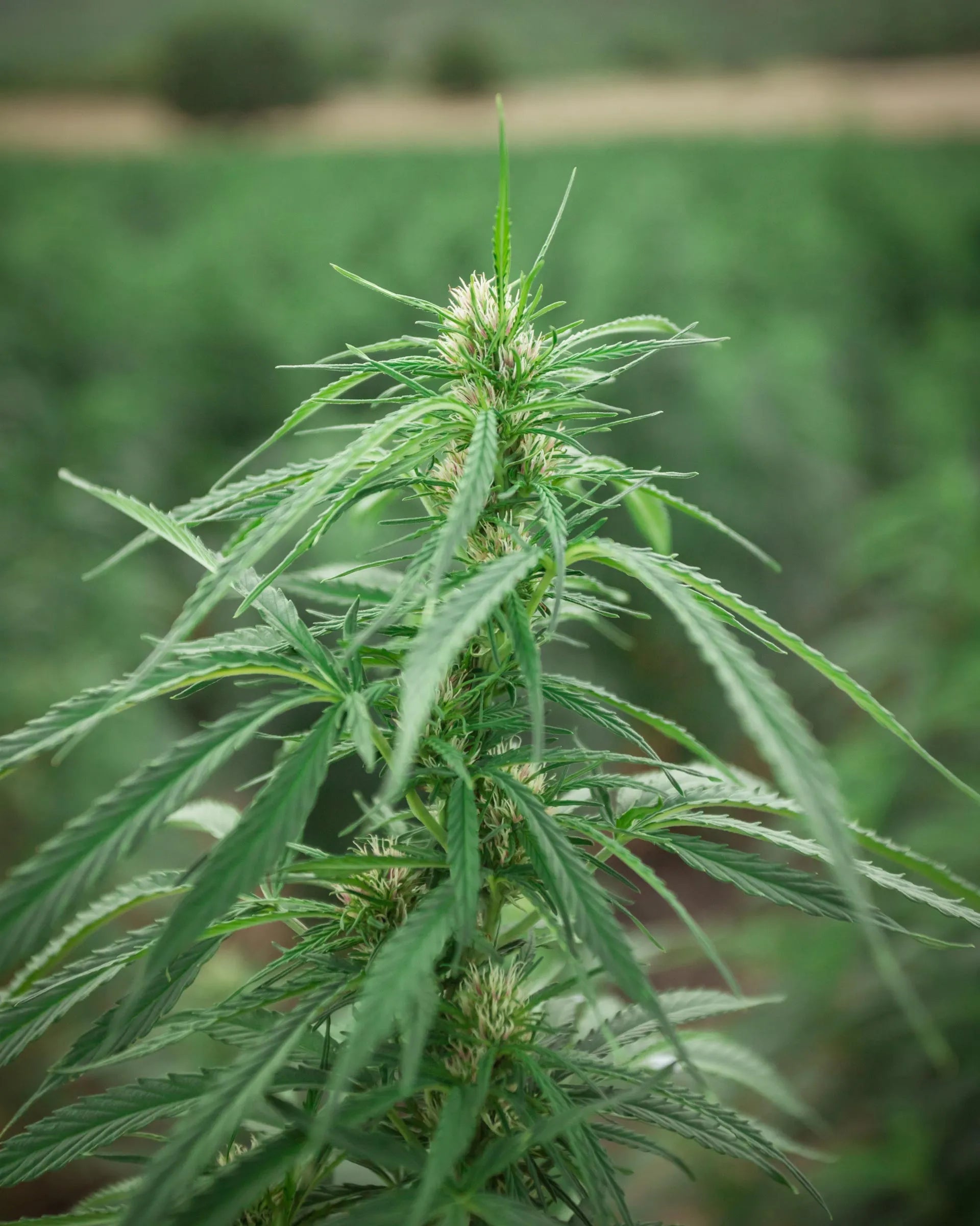 pianta cannabis