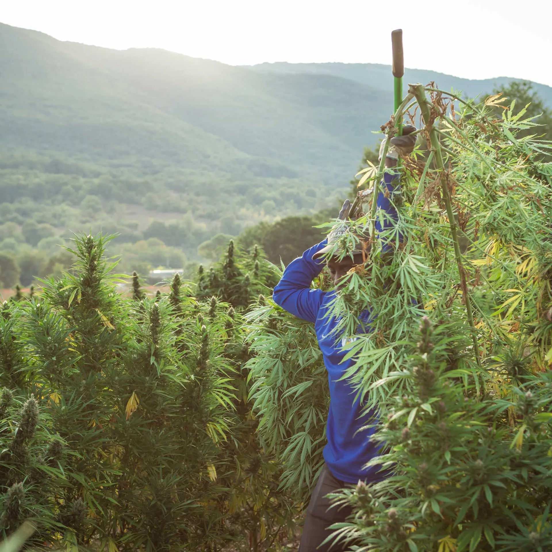 Le coltivazioni di CBD Enecta in Abruzzo.
