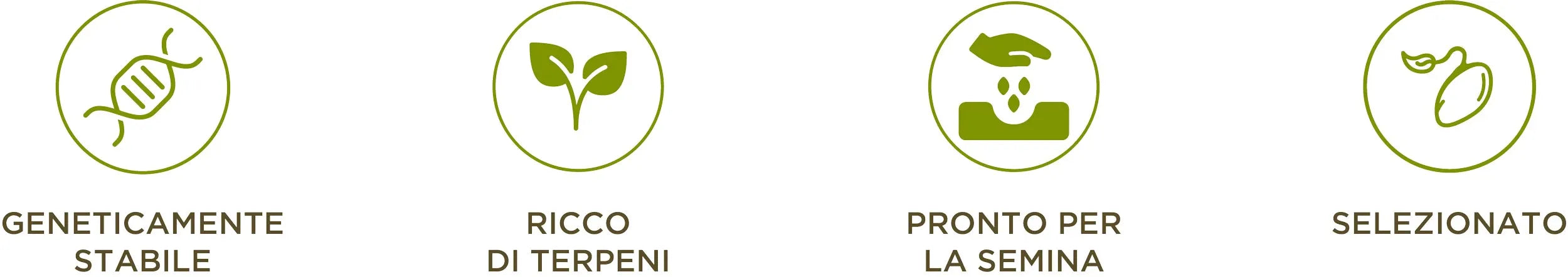 descrizione germinazione enecta