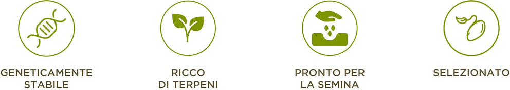 descrizione germinazione enecta
