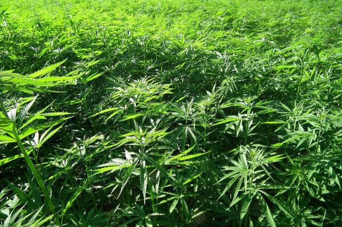 cannabis-light-illegale-2024-ddl-sicurezza