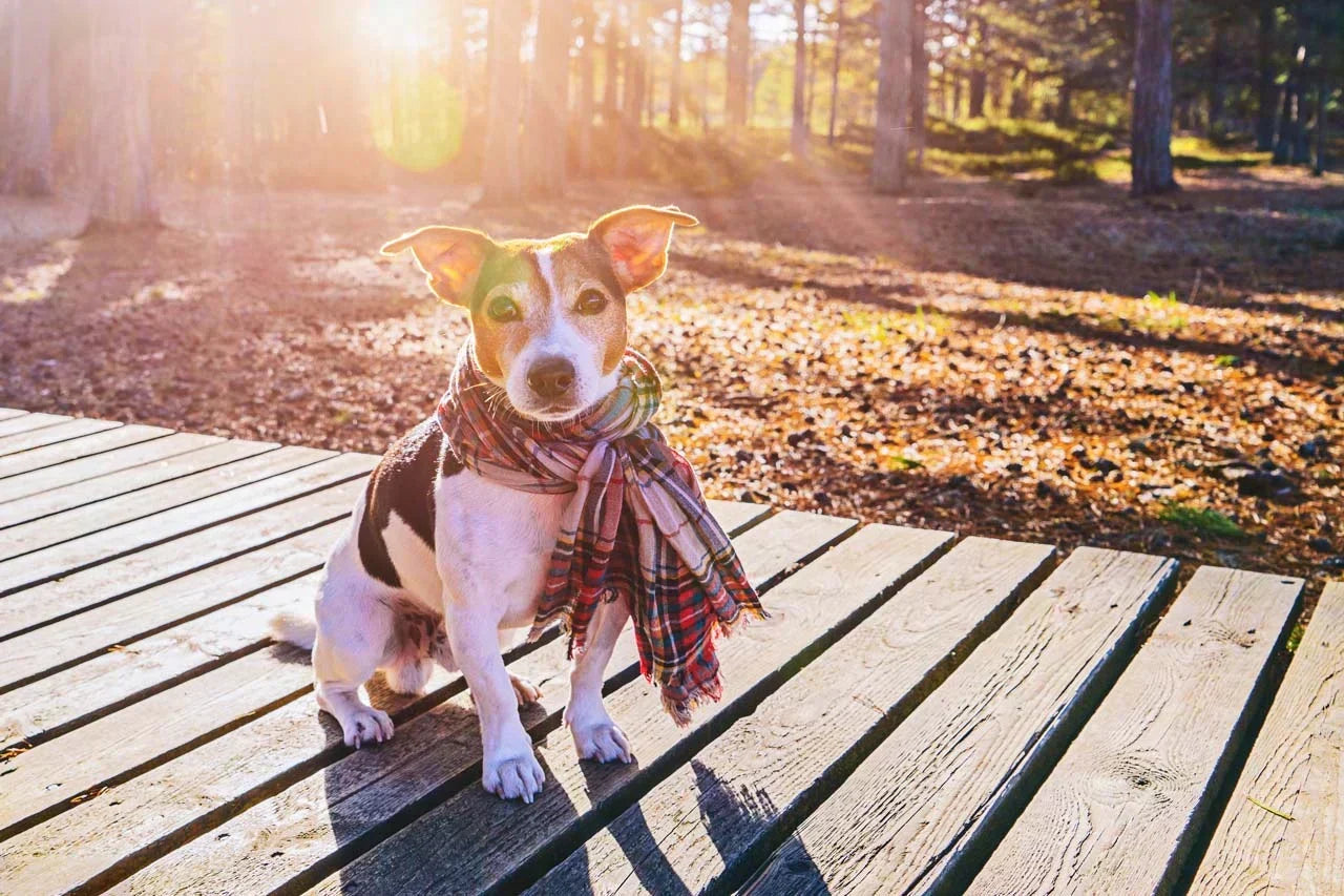 Antidolorifico per cani: una guida completa - Enecta.it