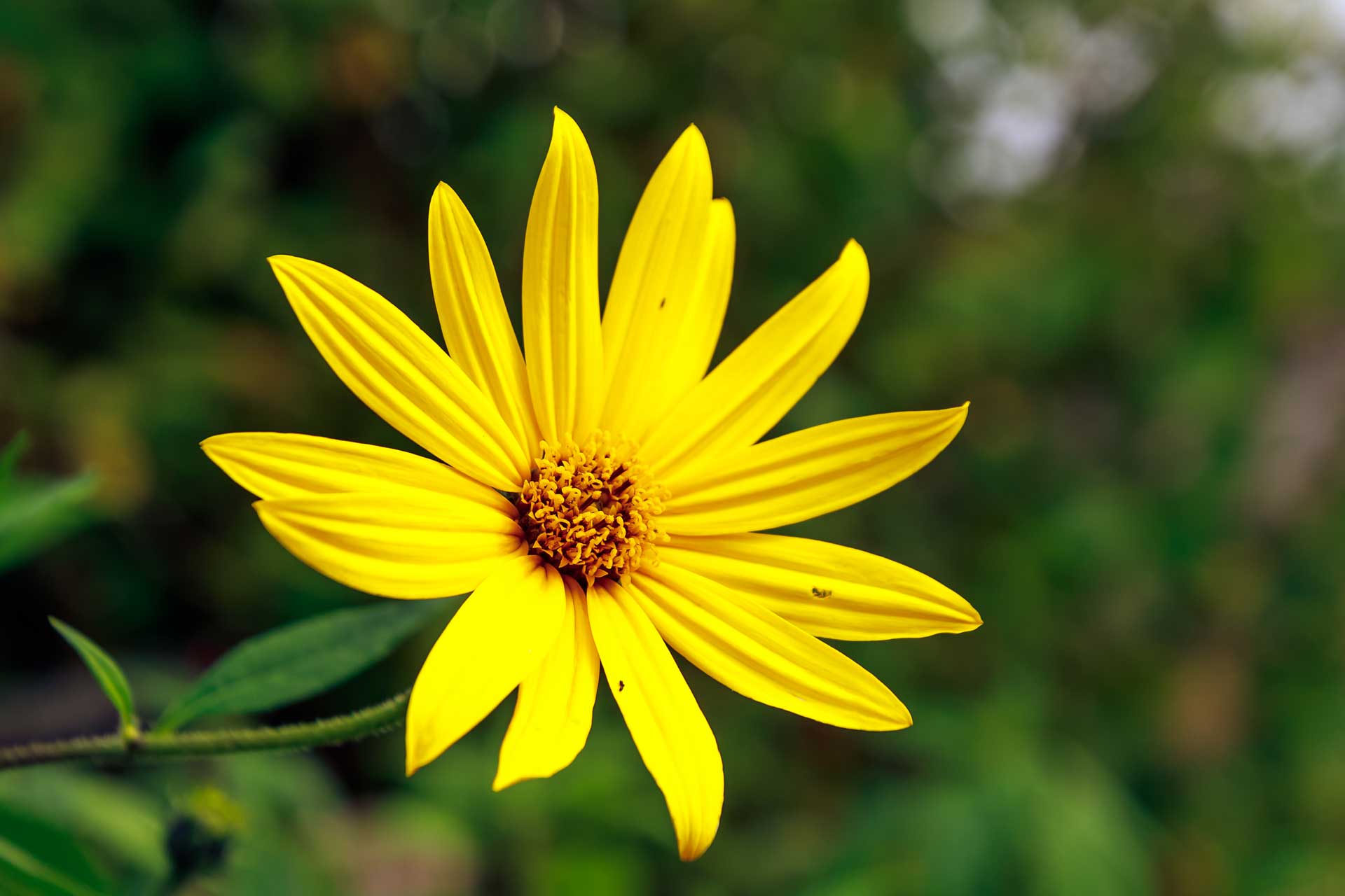 arnica-pianta