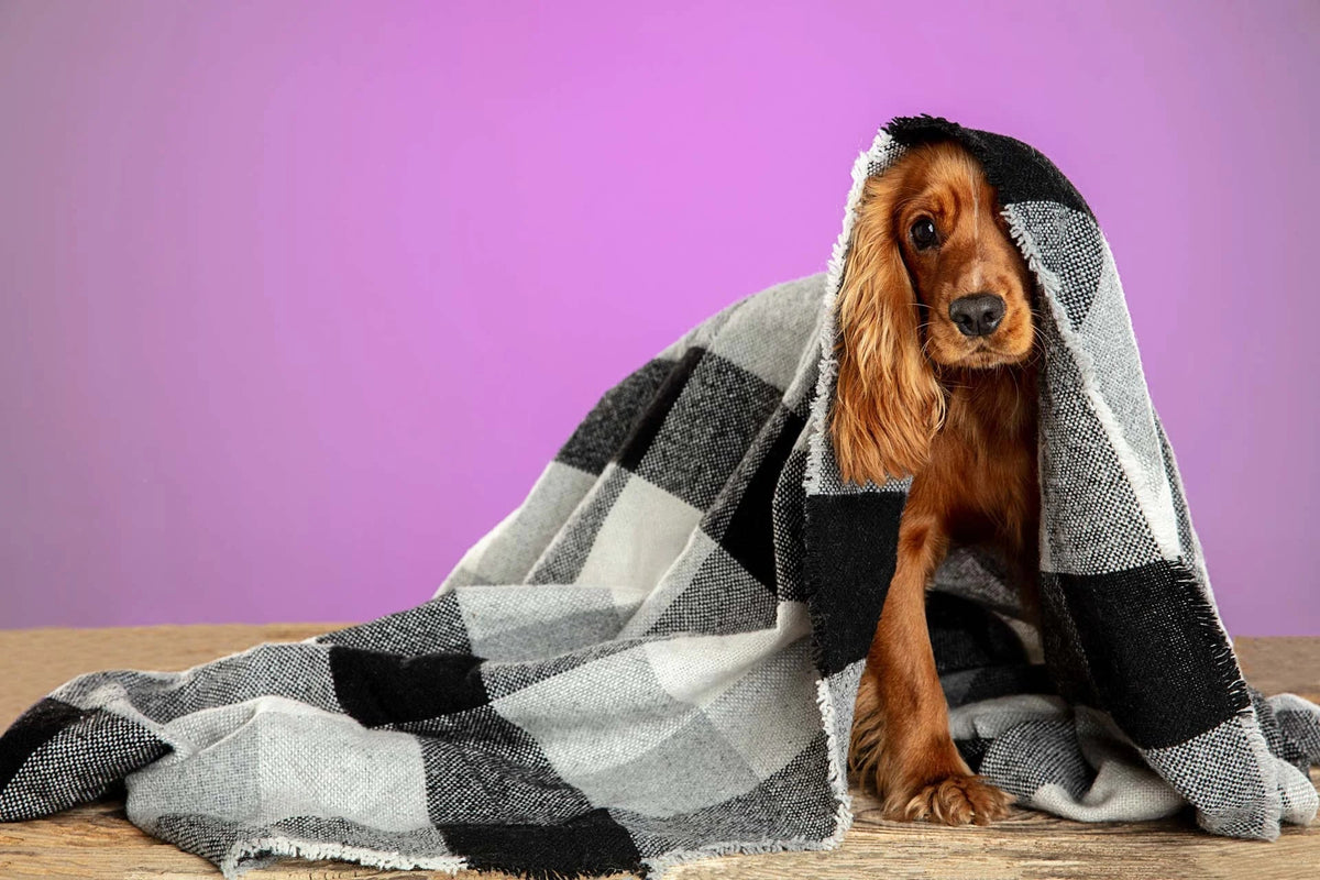 Attacchi-di-panico-nel-cane-i-sintomi-per-riconoscerli
