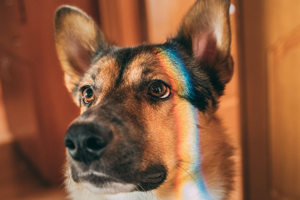 calmante-per-cani