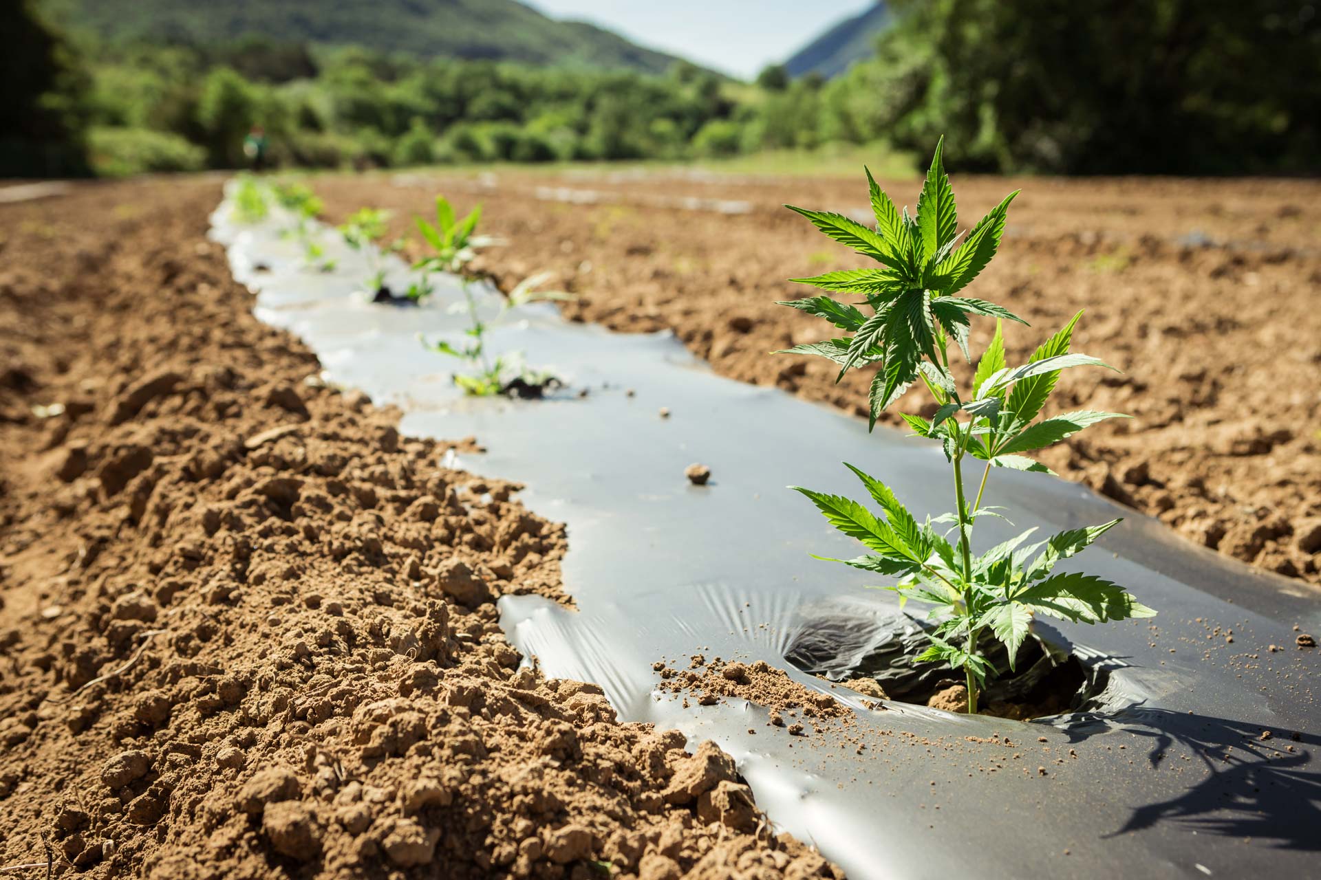 cbd è legale in italia 2025
