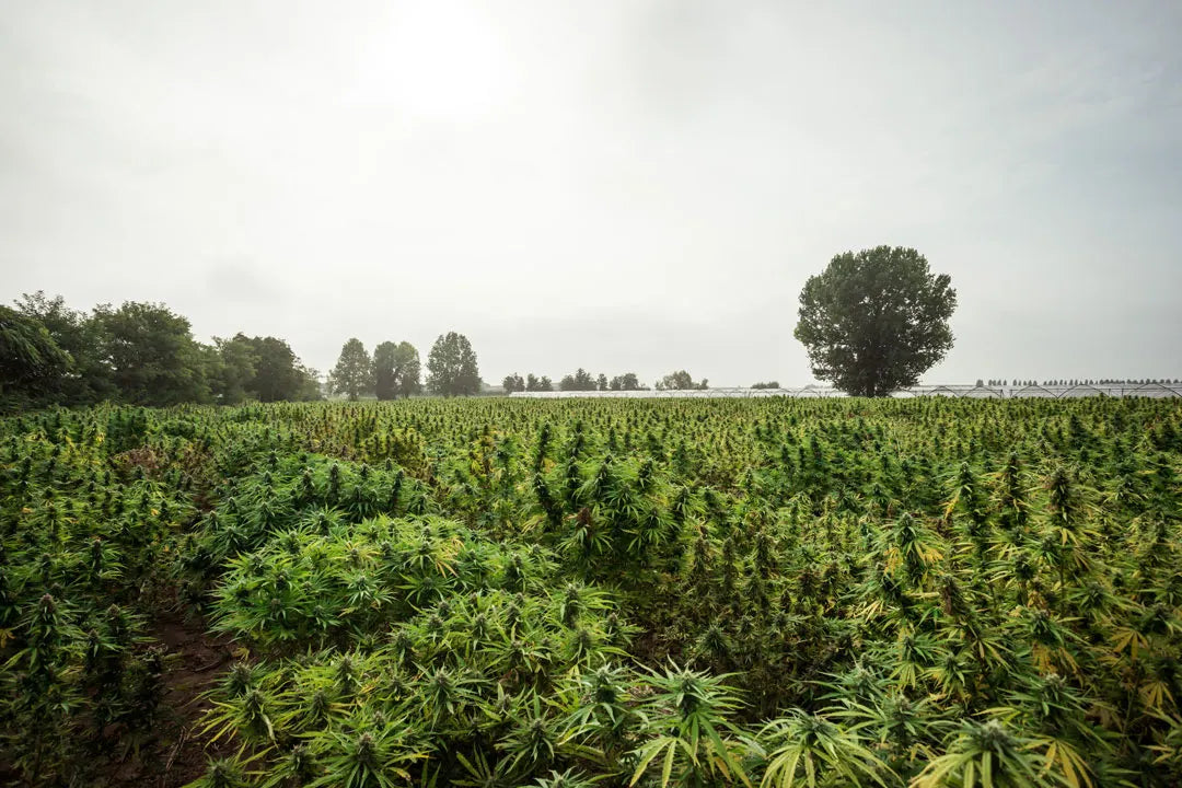 Cannabis-sativa