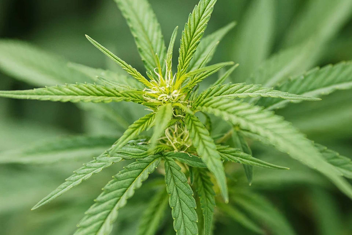 Cannabinolo (CBN): che cos'è e che effetto fa - Enecta.it
