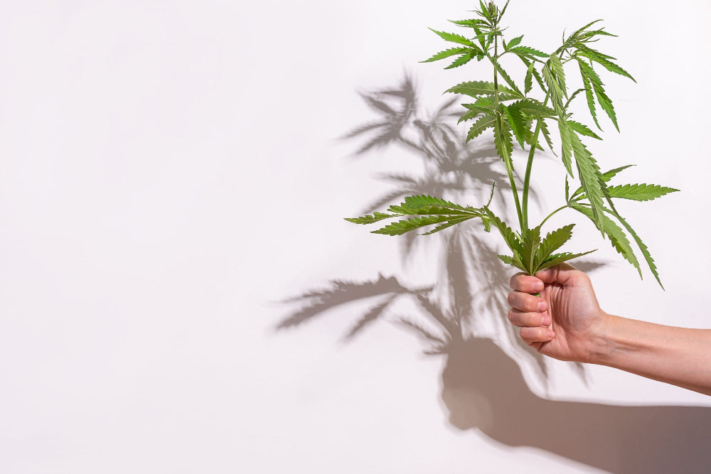 CBD illegale in Italia? Decreto sospeso