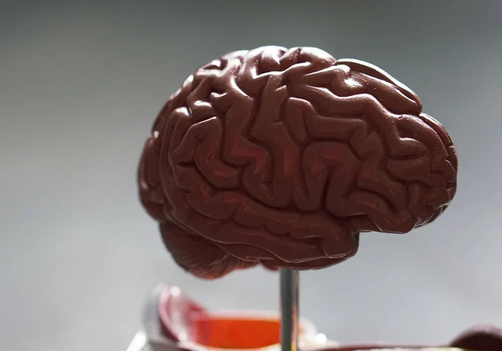 Il CBD come neuroprotettore