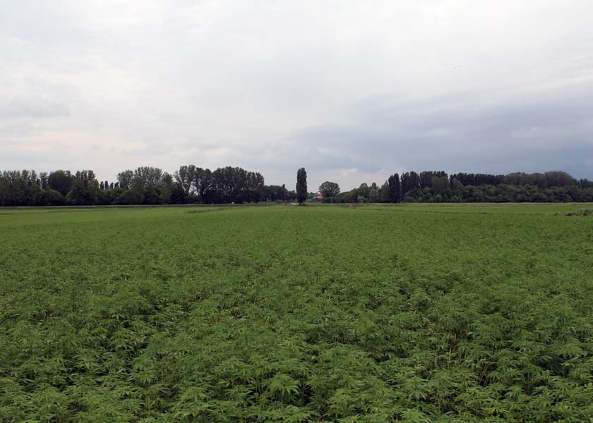 In Veneto, la più grande coltivazione italiana di Cannabis Sativa L.