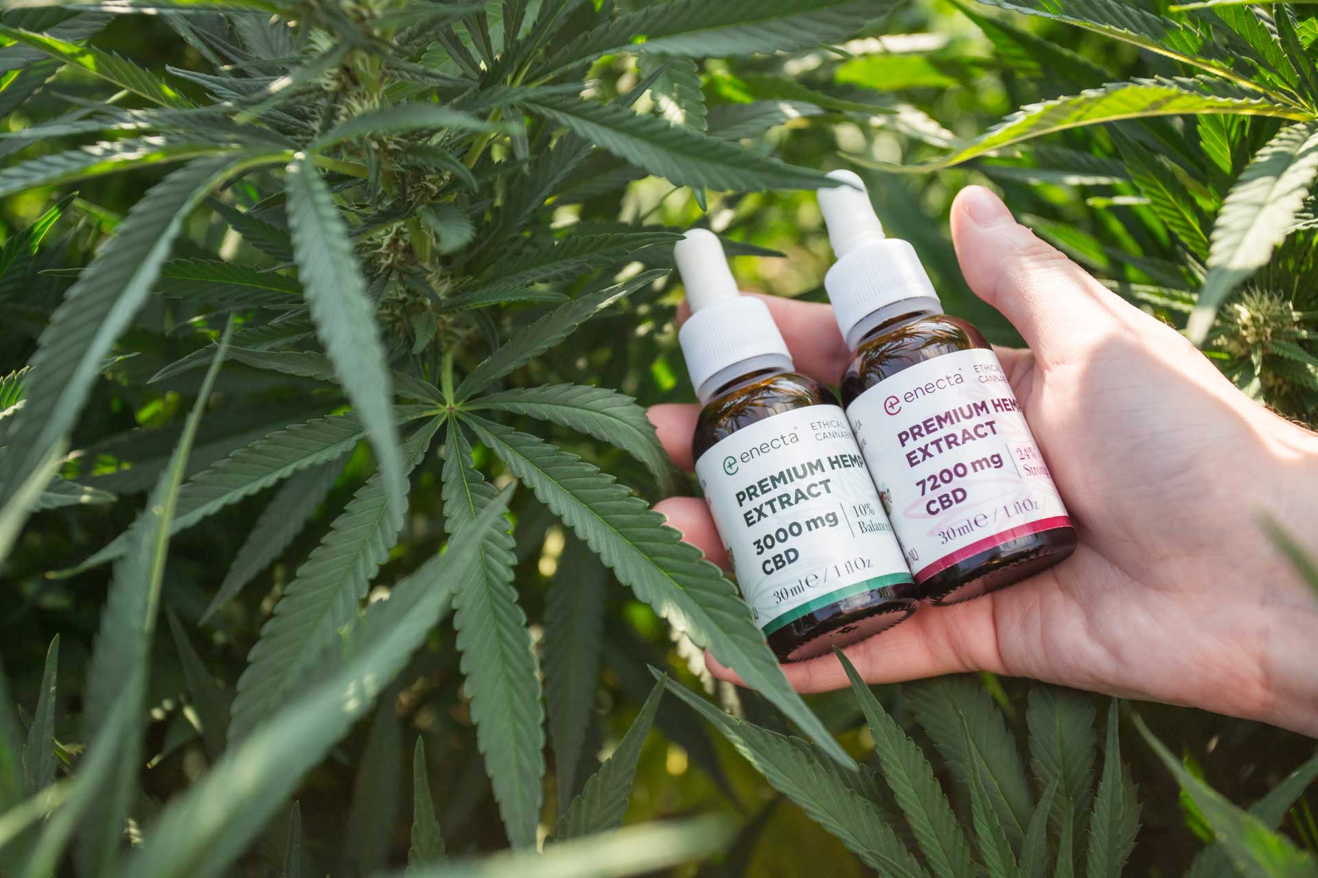 Il CBD crea dipendenza o assuefazione? - Enecta.it