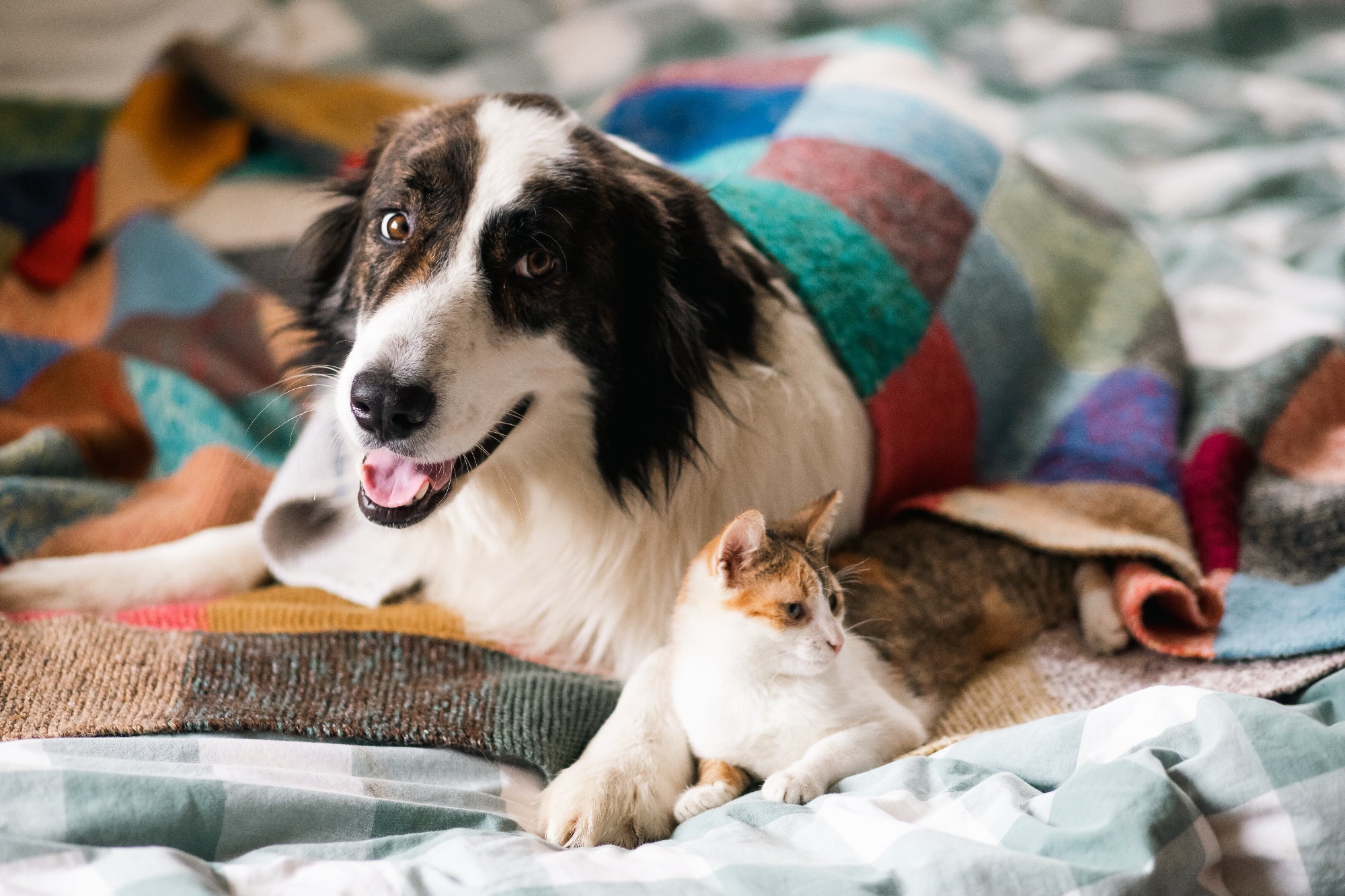 olio-di-canapa-per-cani-e-gatti