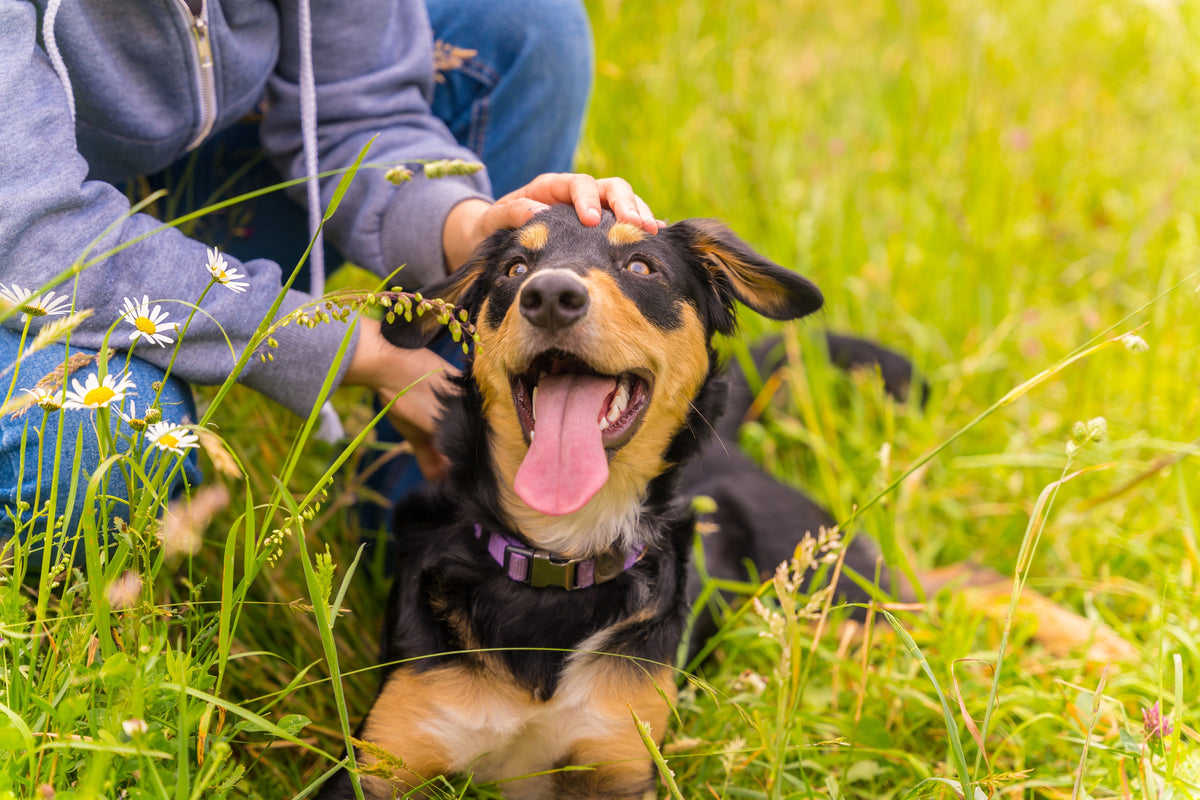 CBD per cani: benefici secondo la scienza