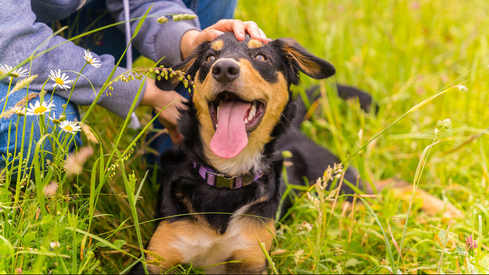 CBD-per-cani-benefici