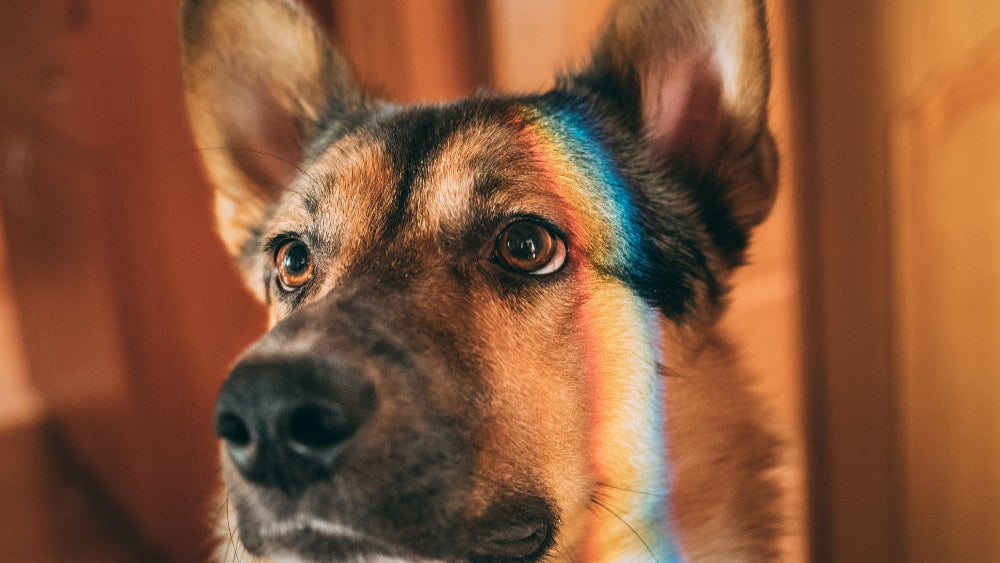 calmante-per-cani