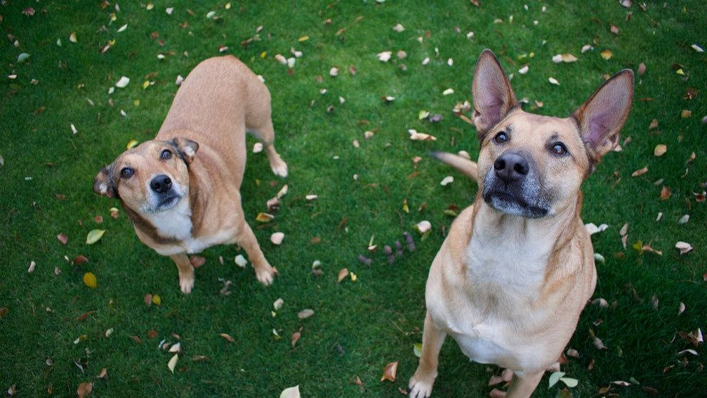 crisi-epilettica-del-cane