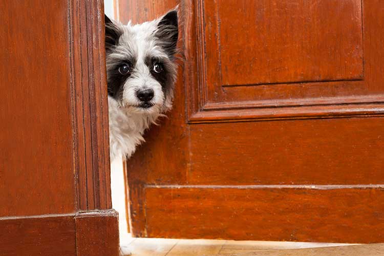 calmante-per-cani