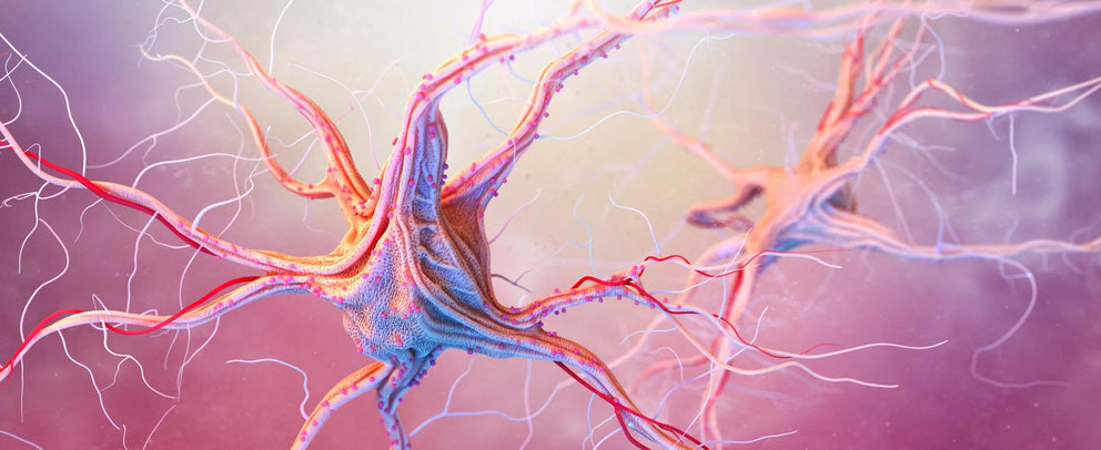 rappresentazione neurone