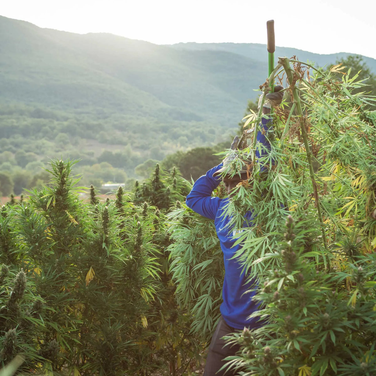 Le coltivazioni di CBD Enecta in Abruzzo.